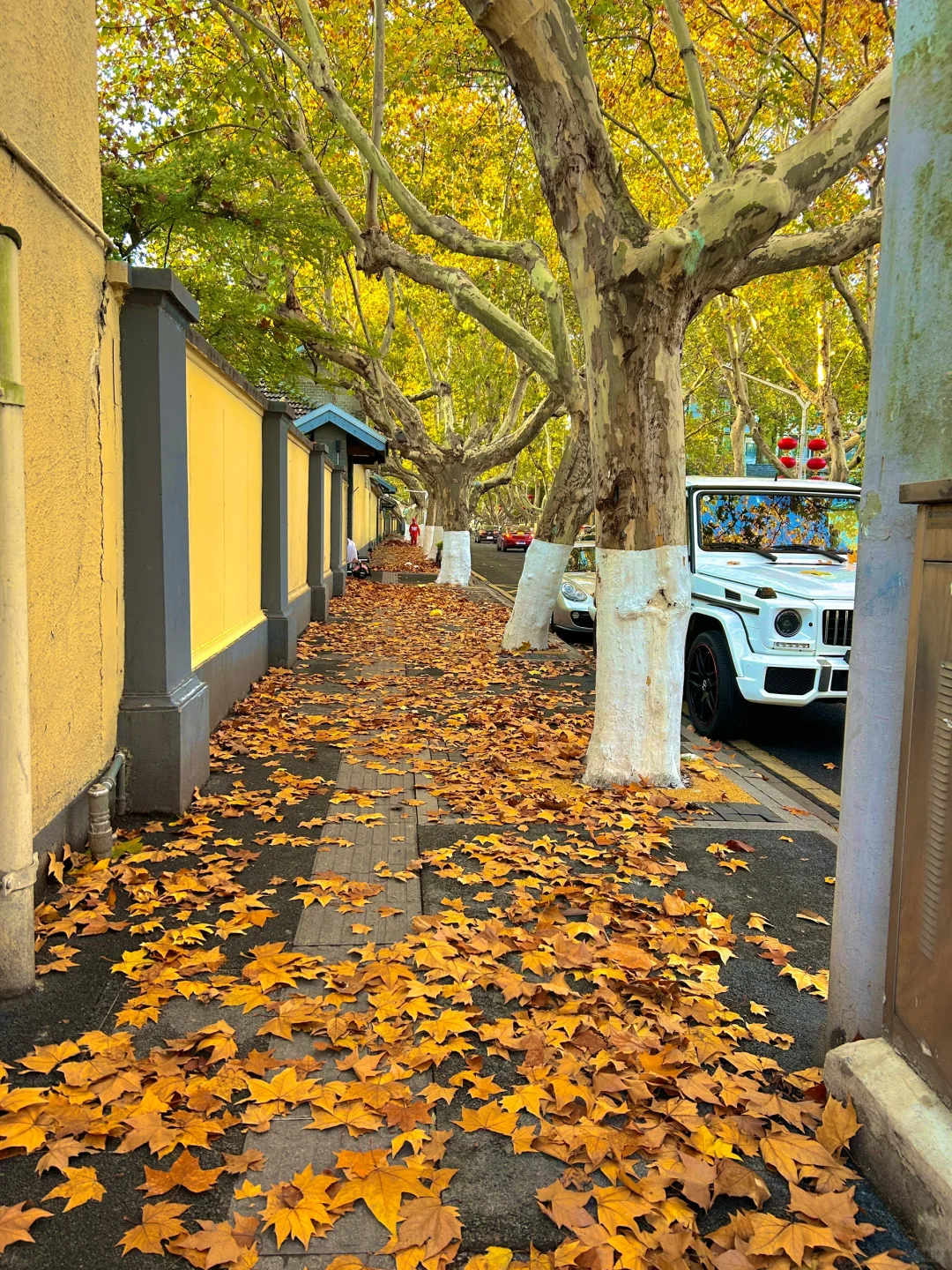 南京就是一座巨大的落叶痛城！枫叶浪漫哭🍁