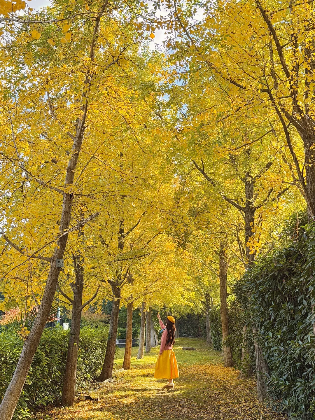 11.11实况！南京银杏大道杀疯了！！🈚️人！！！