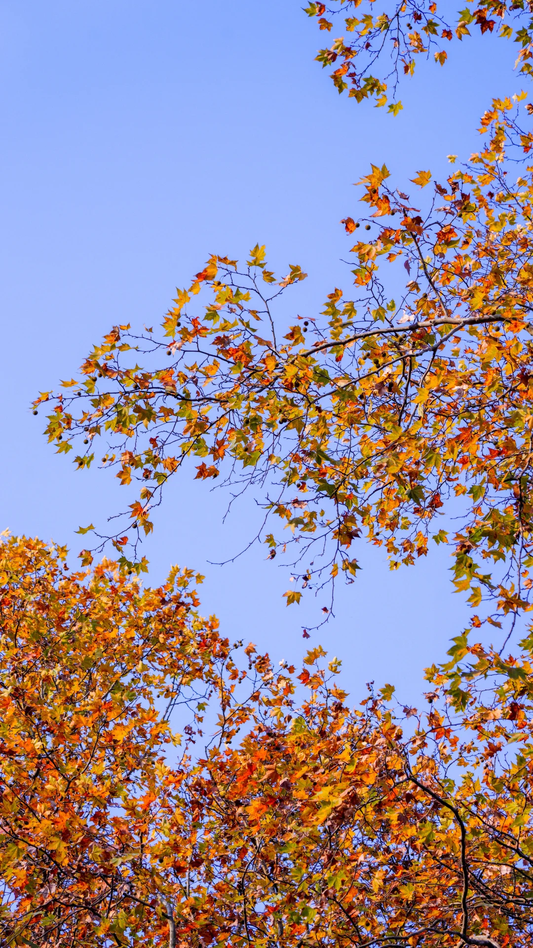 南京的深秋，一把子期待住啦！