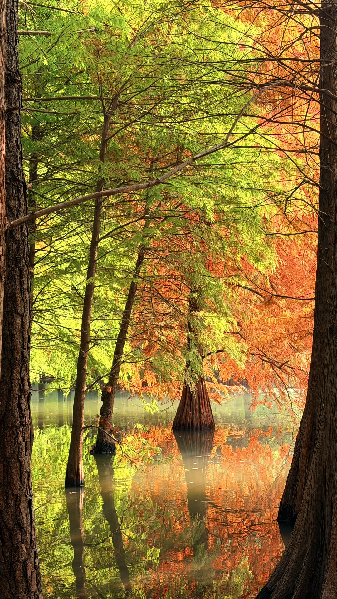 11.14实况|南京燕雀湖的落羽杉杀疯了！！！！