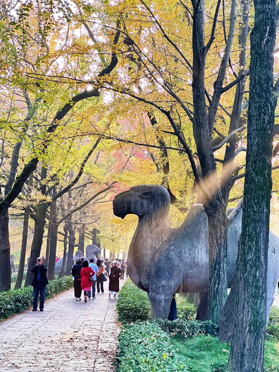 11.12明孝陵：绝美就是这几天，一定要去！