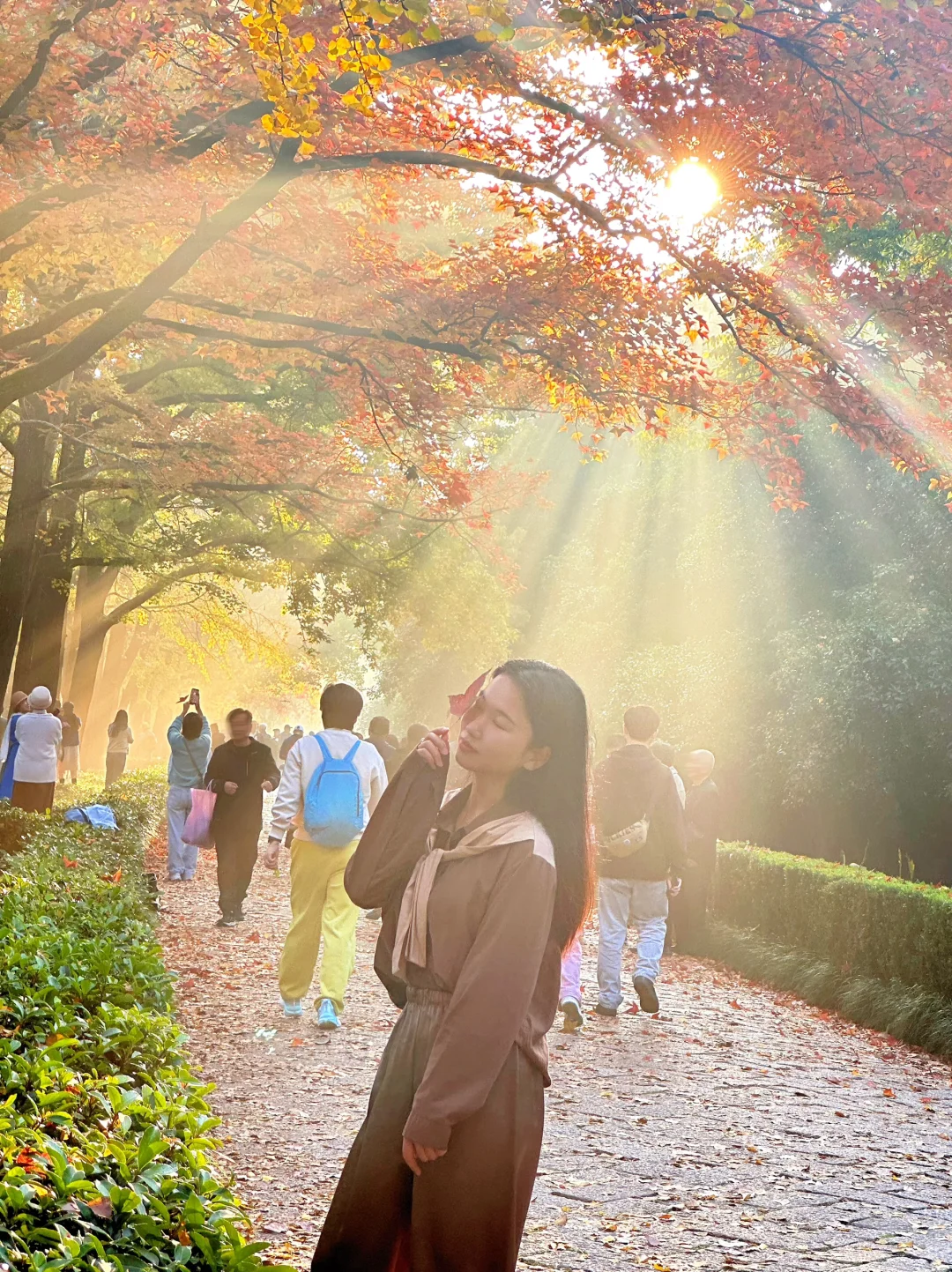 11.12明孝陵：绝美就是这几天，一定要去！