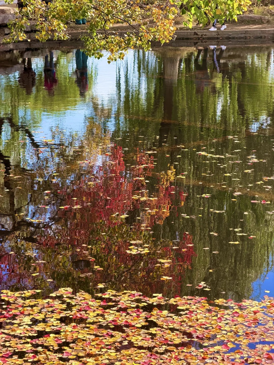 南京｜莫愁湖的乌桕🎨