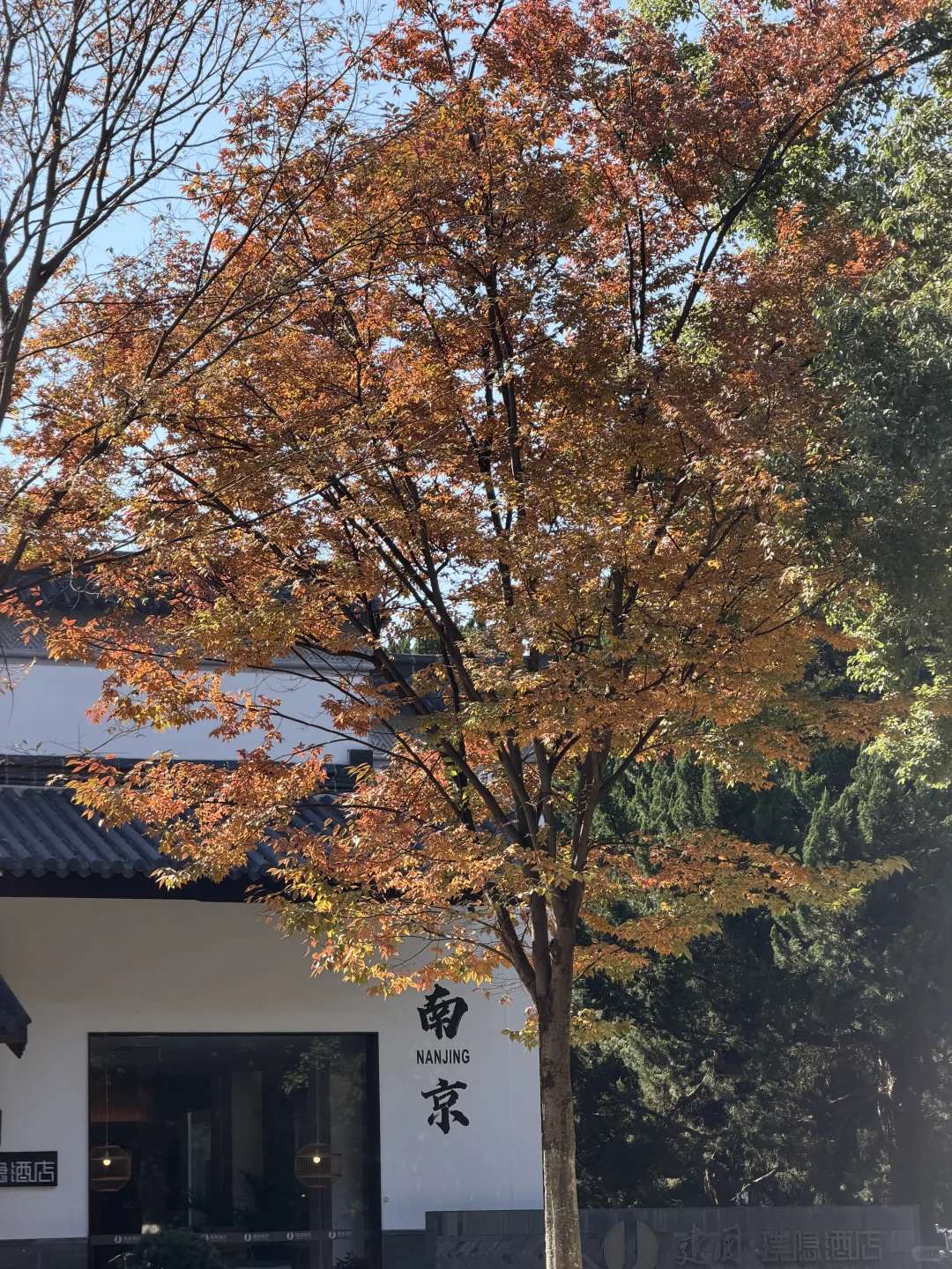 南京的秋天🍂