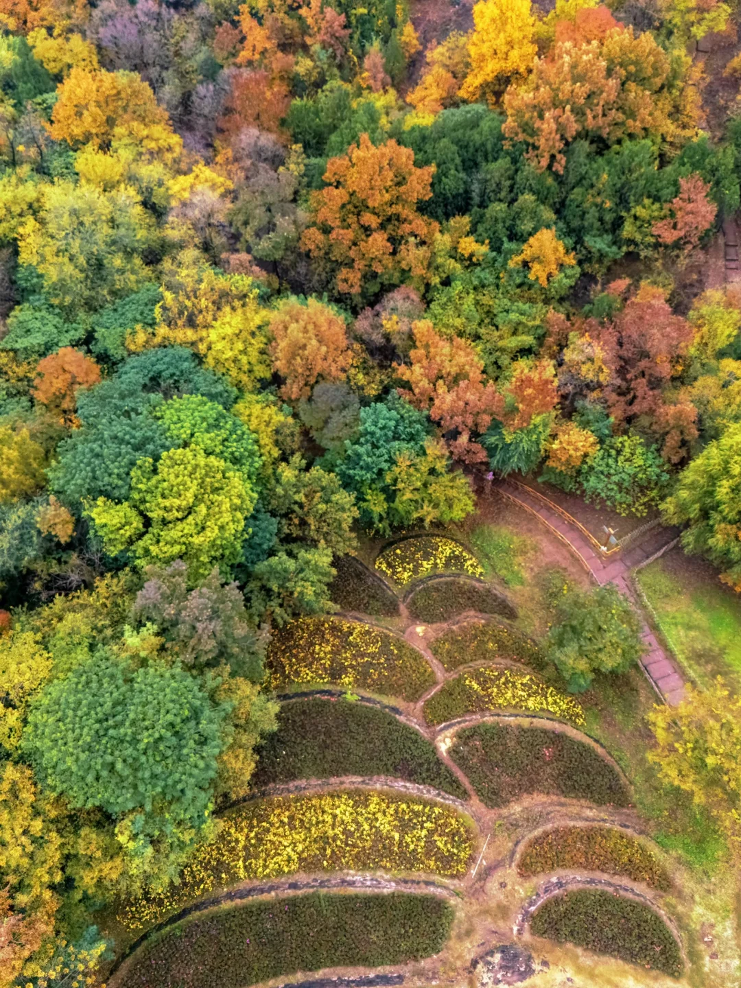 迄今为止🍁江浙沪最喜欢的秋游小城出现了‼️