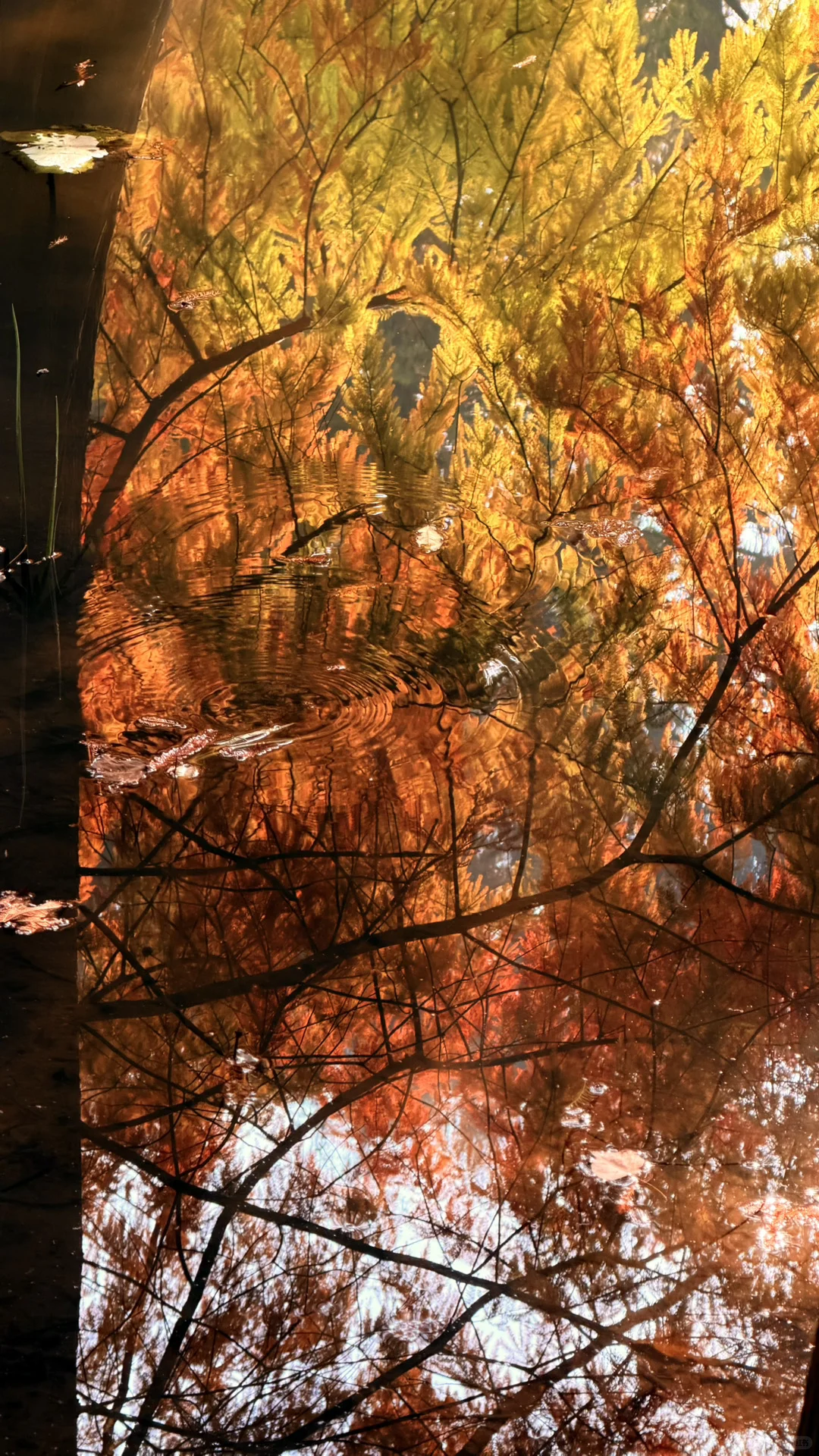 11.14实况|南京燕雀湖的落羽杉杀疯了！！！！