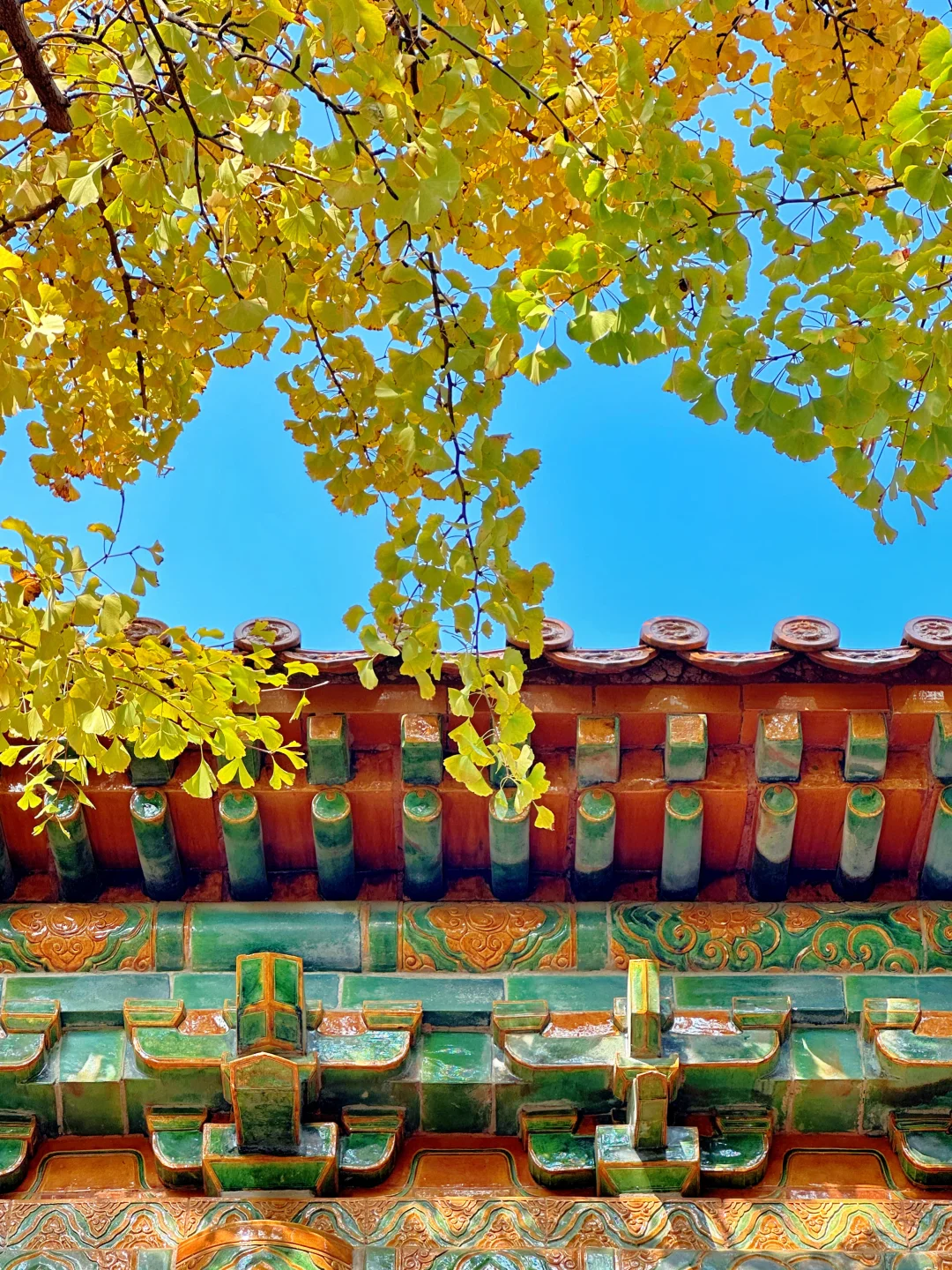 11.12明孝陵：绝美就是这几天，一定要去！