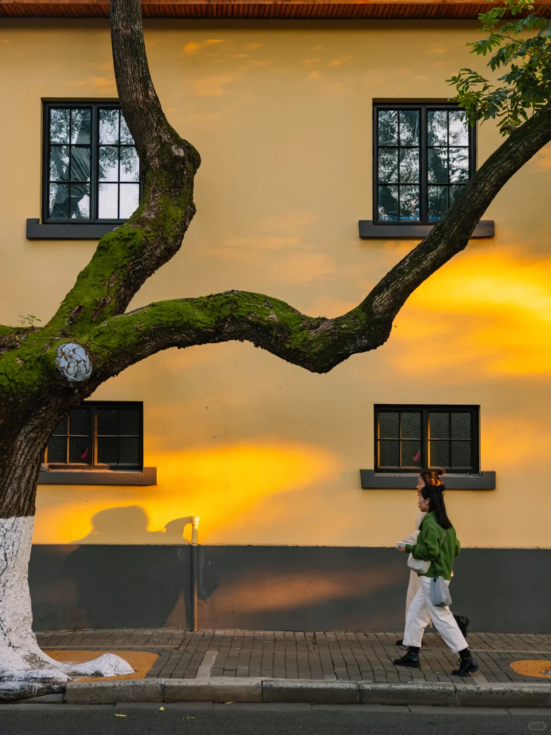 我宣布！没有一个城市比南京更懂得秋天❗️