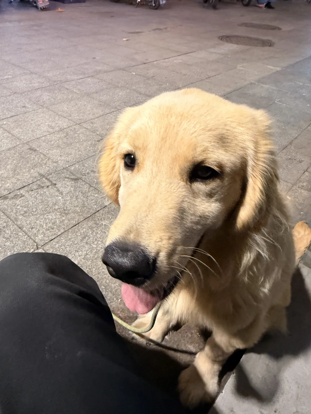 南京有人要养狗子（金毛）吗