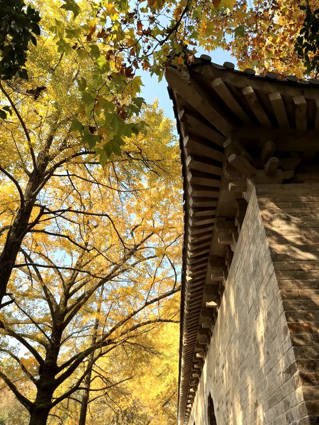 11.16早上南京灵谷寺实拍！银杏进度80%