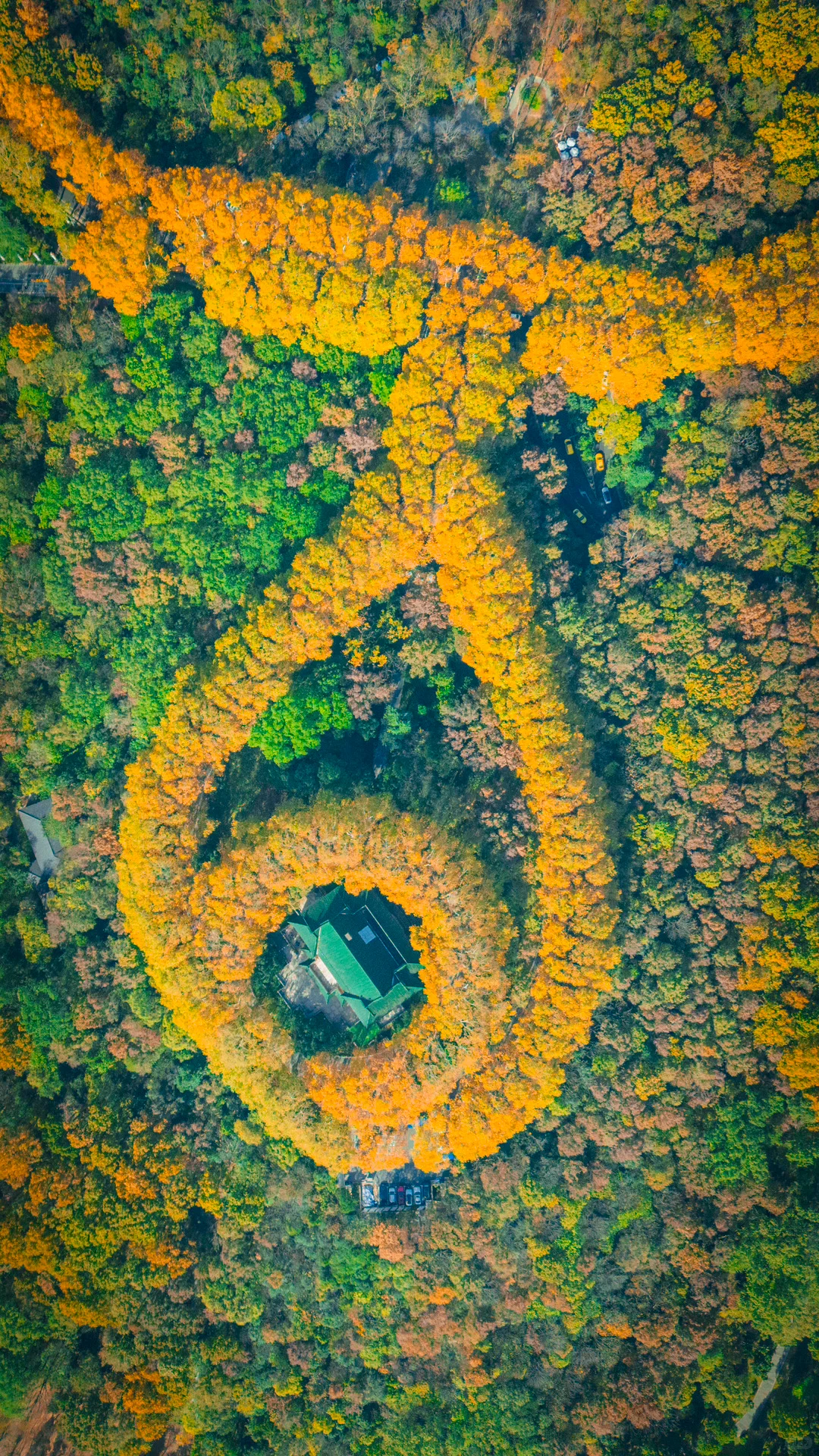 接下来的南京，秋天的氛围感直接拉满