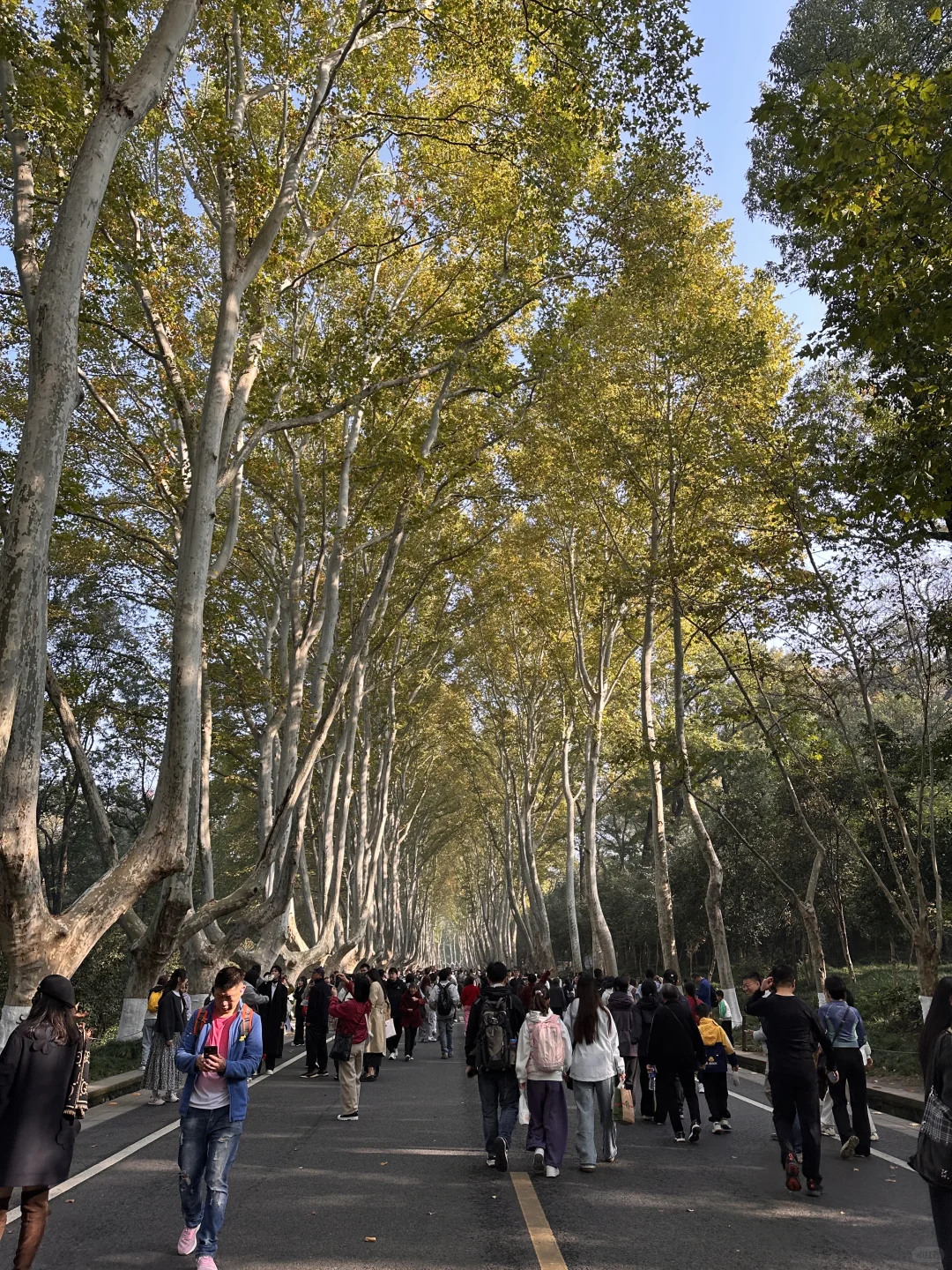 11.14实拍live🔥南京梧桐大道黄叶进度50%