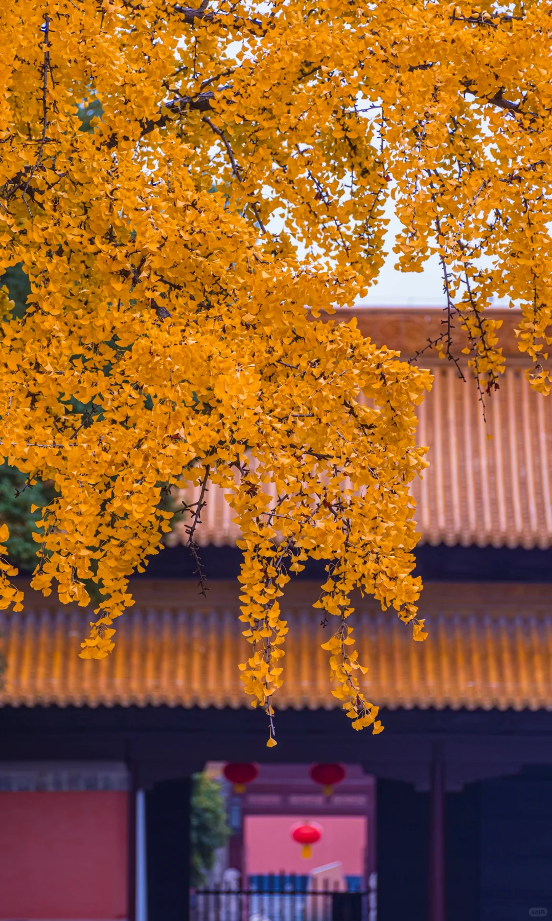 接下来10天，没有一座城市比南京更懂秋天🍂