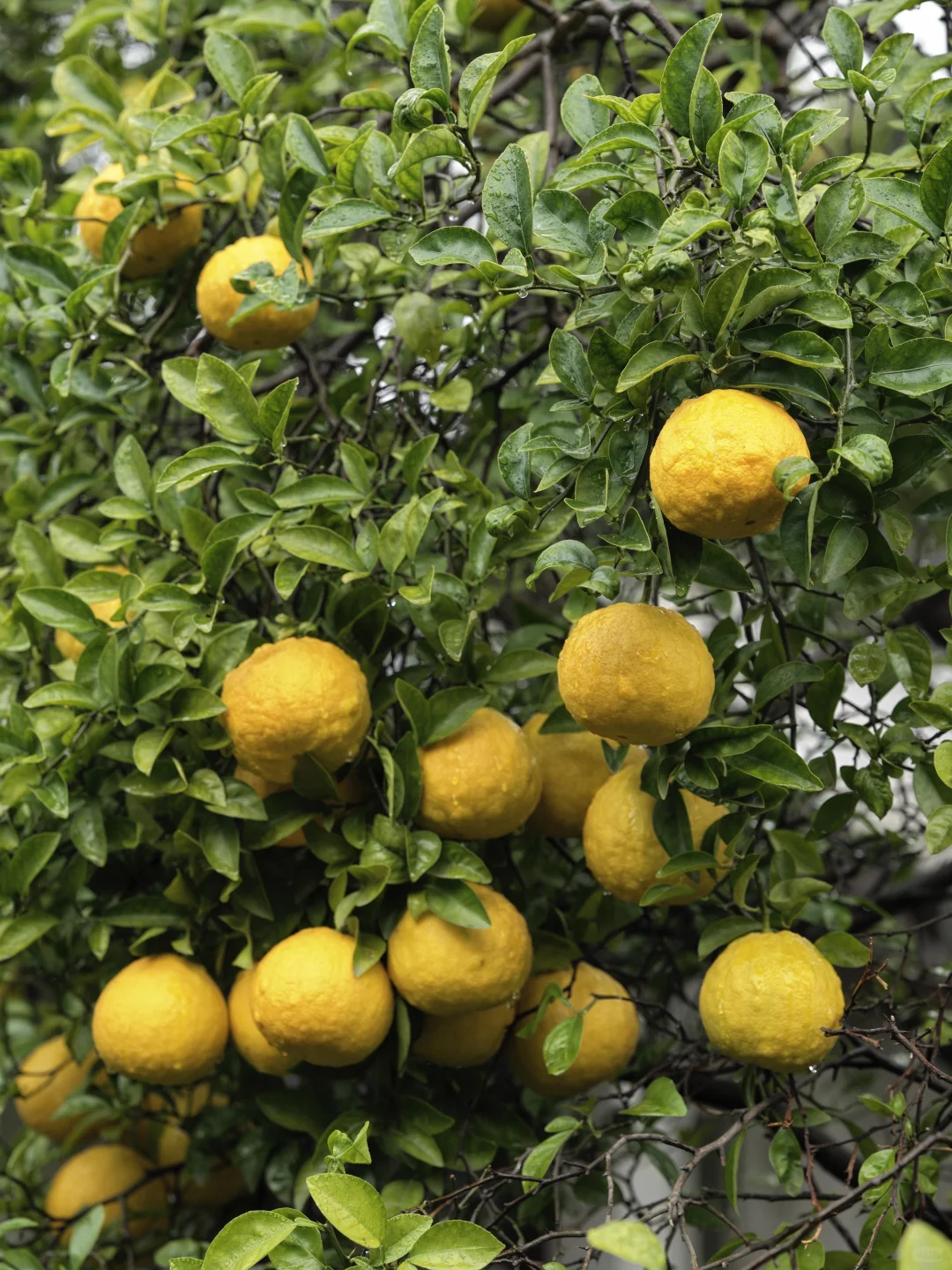 为了这棵树，我赶回了南京