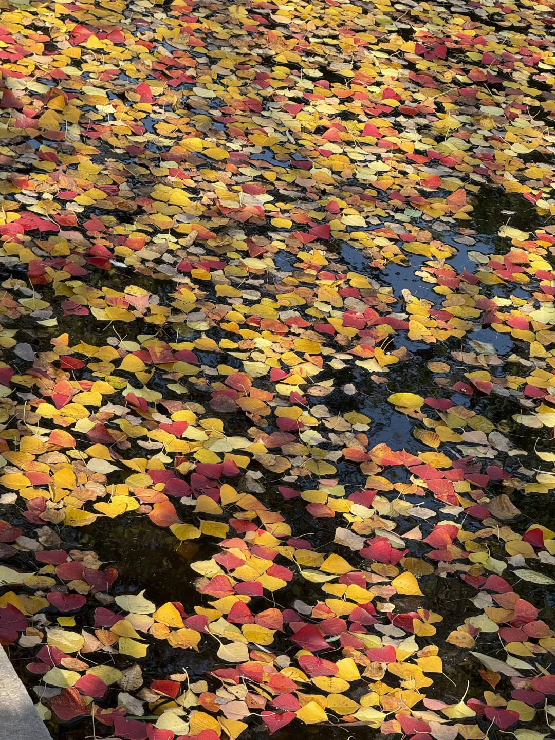 11.10实况｜南京12时特种兵一日游赏秋路线❗️