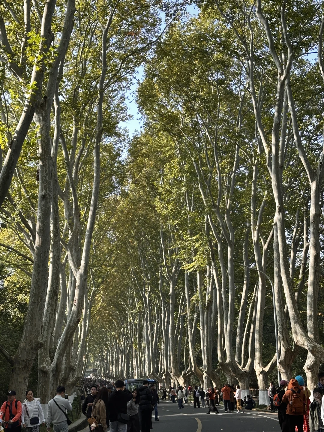 11.13实拍live，南京梧桐大道开始变黄啦❗️