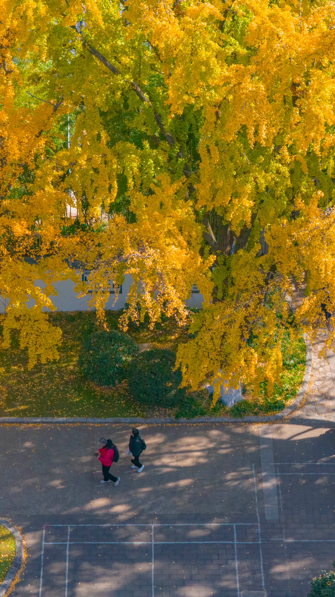 接下来的南京，秋天的氛围感直接拉满