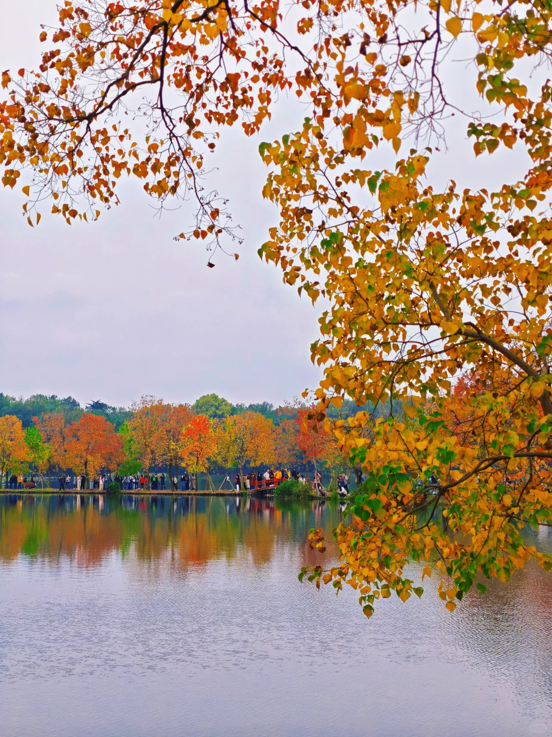 📸南京赏秋进度播报！11.10-11.16推荐