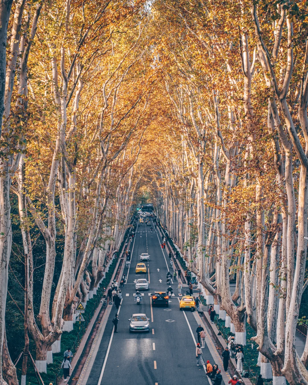 南京｜紫金山下秋风至