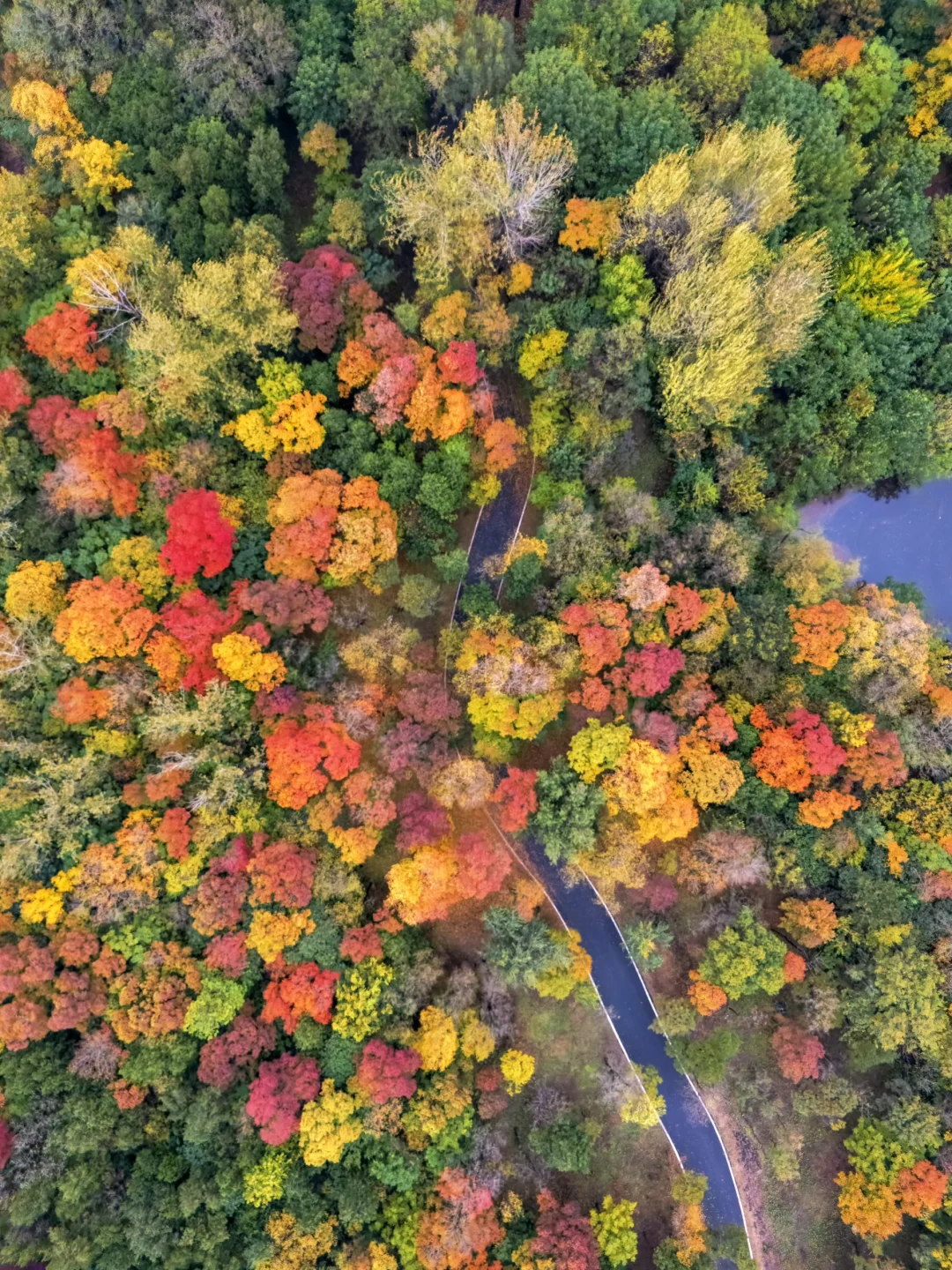 迄今为止🍁江浙沪最喜欢的秋游小城出现了‼️