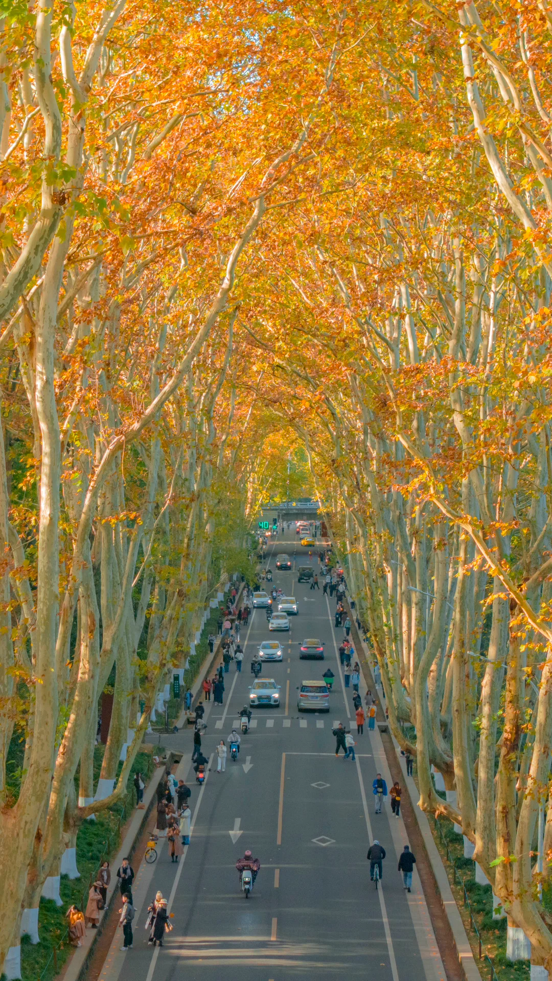 接下来的南京，秋天的氛围感直接拉满