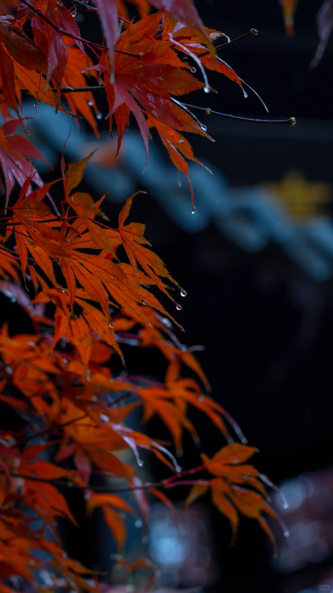 南京的深秋，一把子期待住啦！