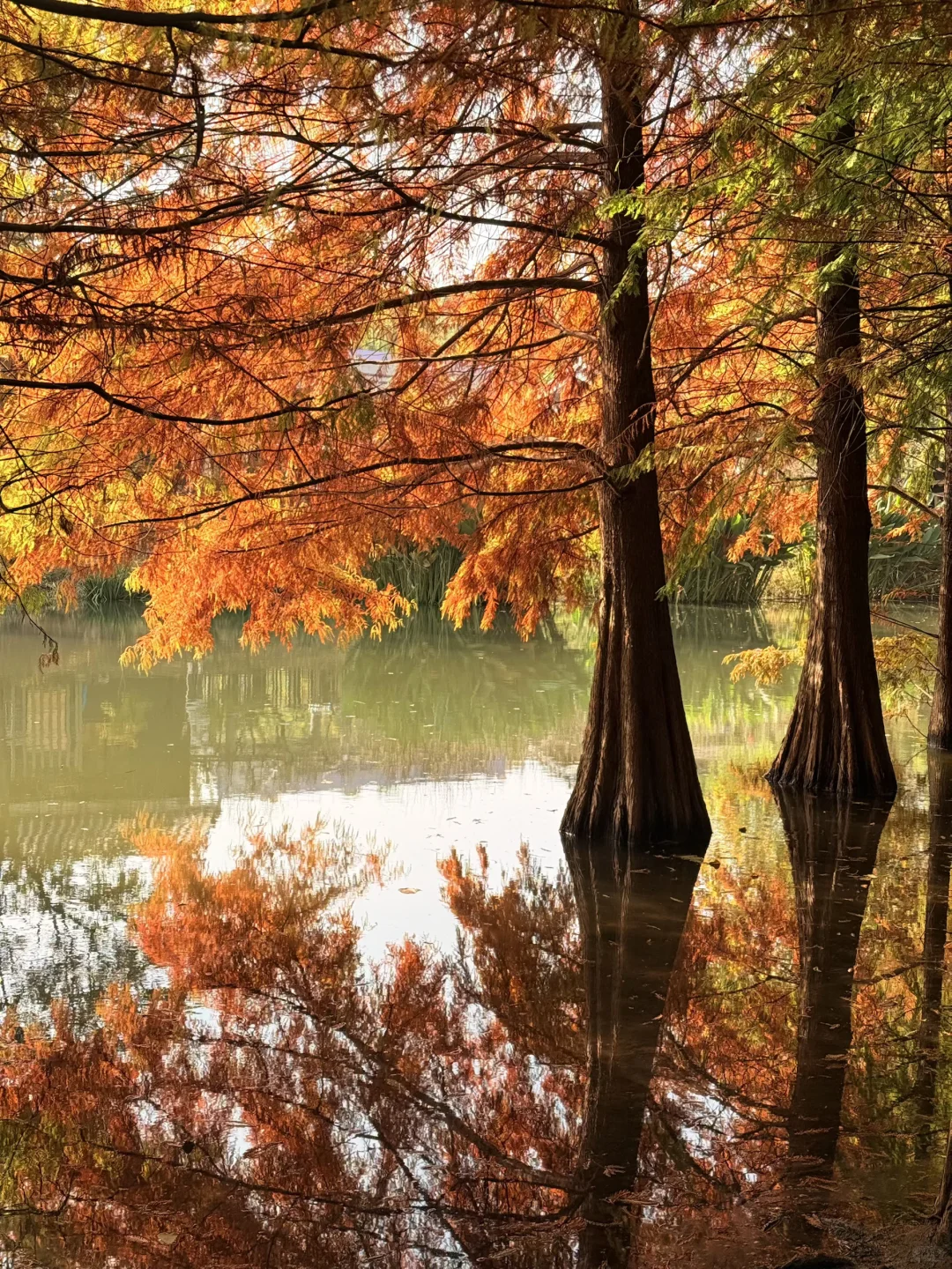 11.10实况｜南京12时特种兵一日游赏秋路线❗️