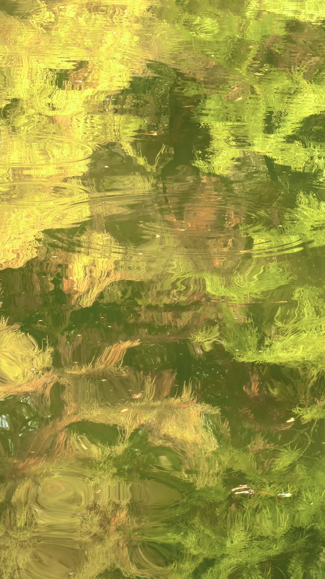 11.14实况|南京燕雀湖的落羽杉杀疯了！！！！