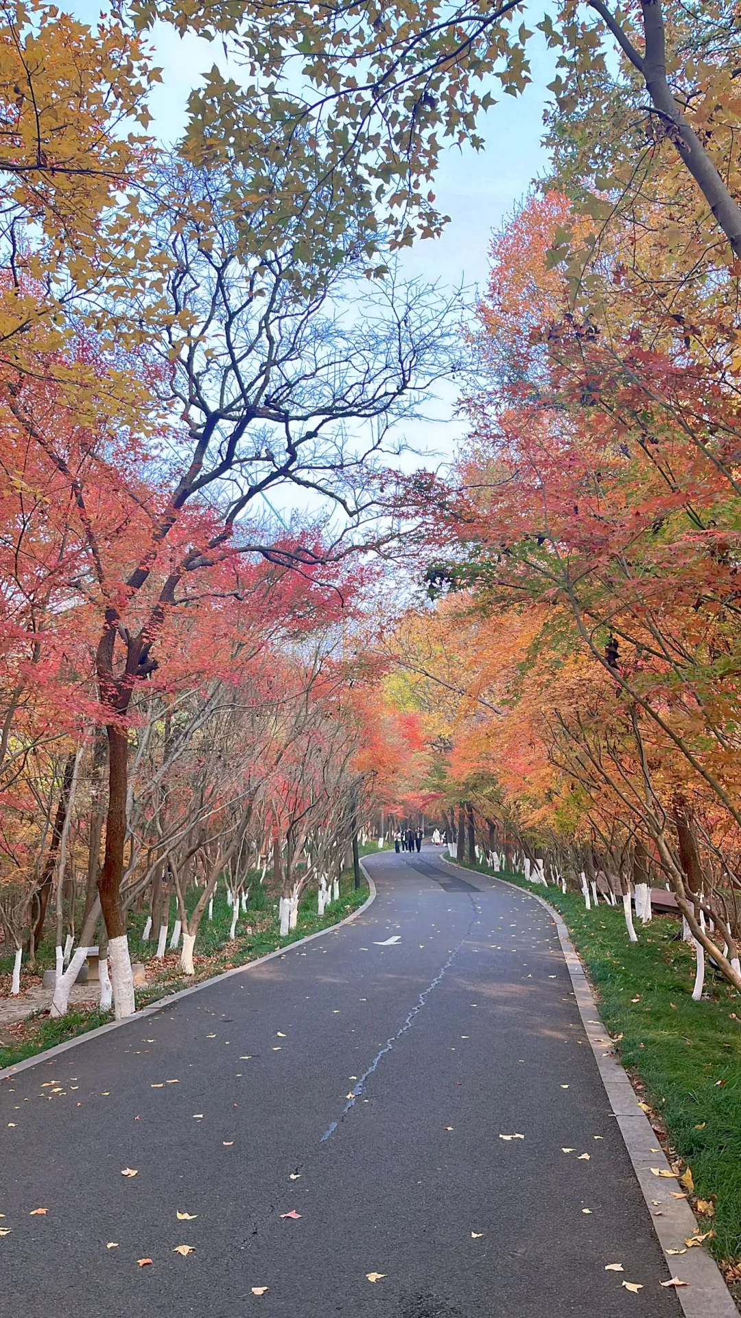 栖霞山枫叶大概要12月中或底才好看
