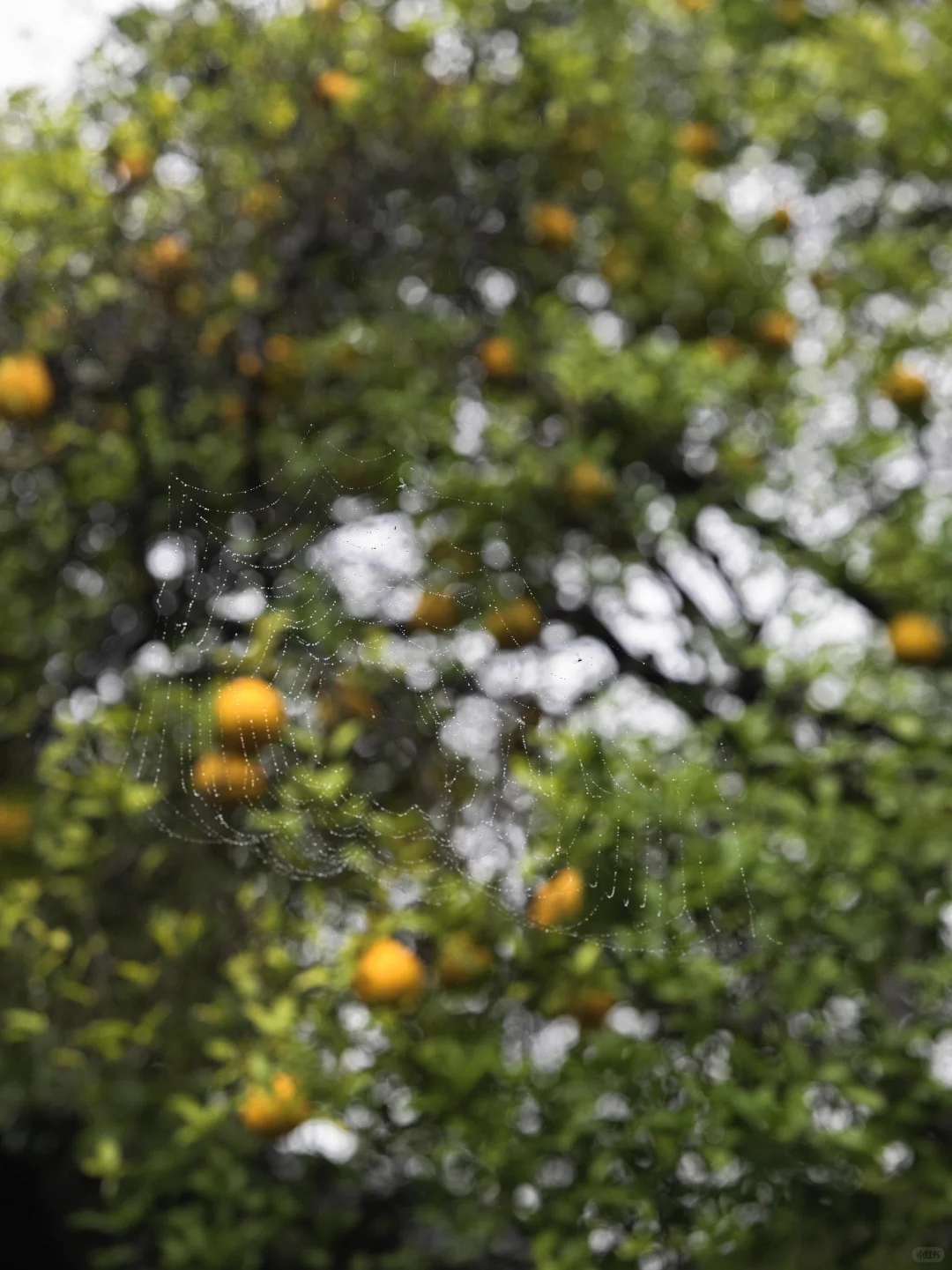 为了这棵树，我赶回了南京