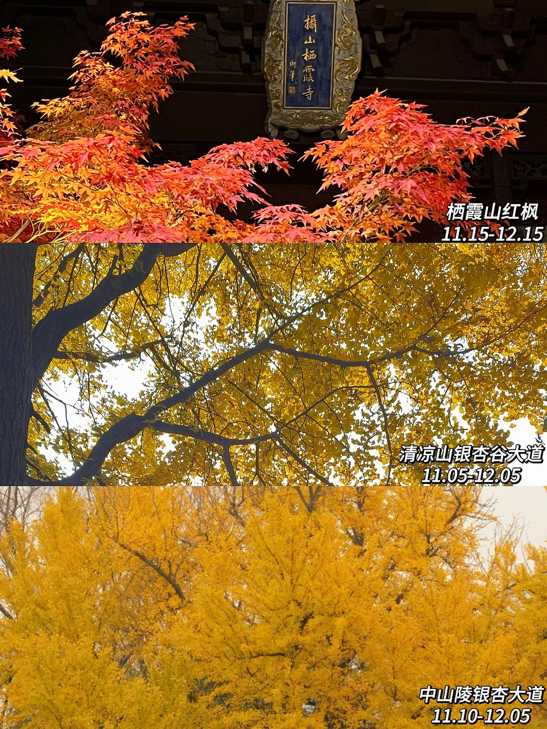 2025年南京赏秋攻略