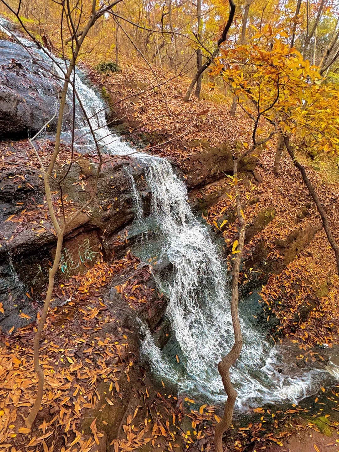不是南京！徐州梧桐大道杀疯了！！！！！！