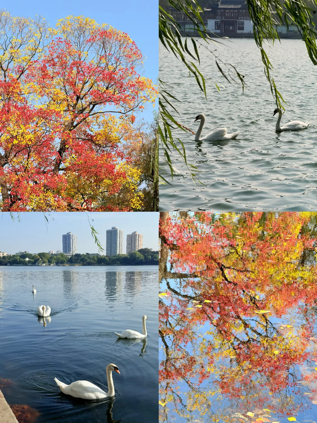 11.10实况｜南京12时特种兵一日游赏秋路线❗️