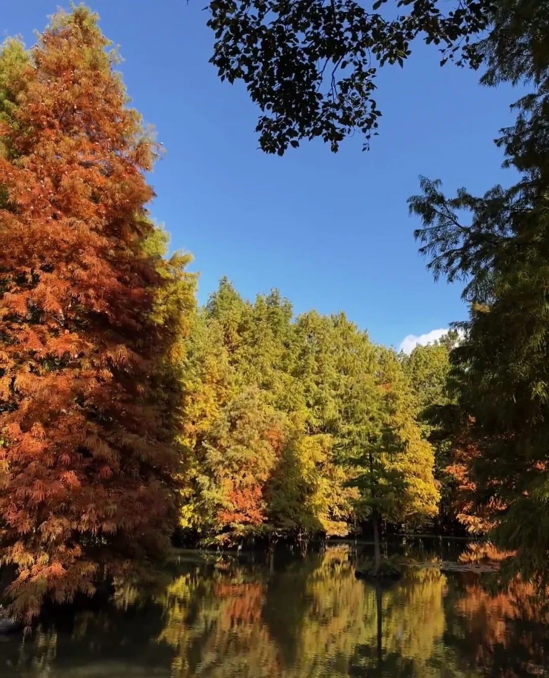 一句梧桐美，种满南京城🍂