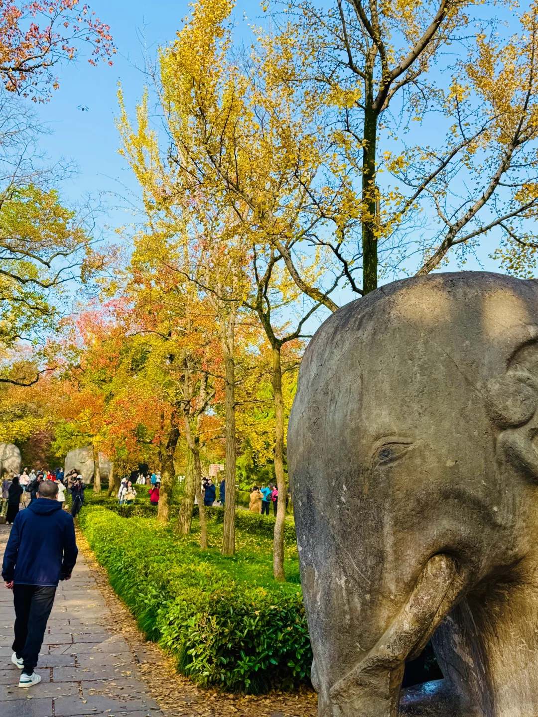 2025.11.10 | 南京明孝陵美爆了！！！！！！！！！