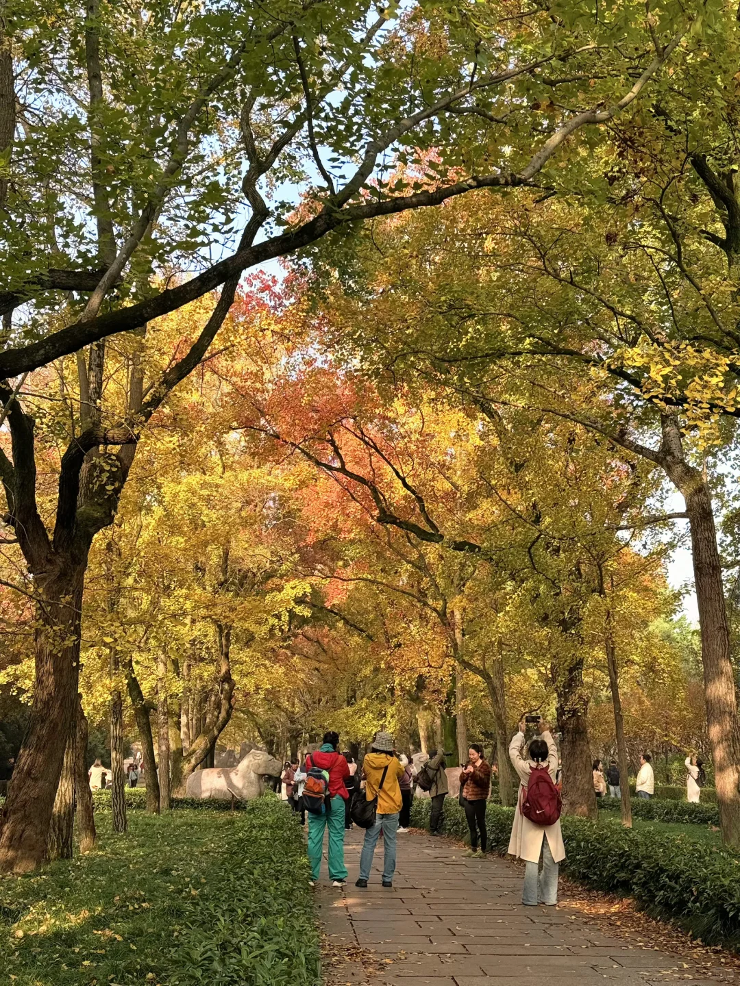 11.10实况｜南京12时特种兵一日游赏秋路线❗️