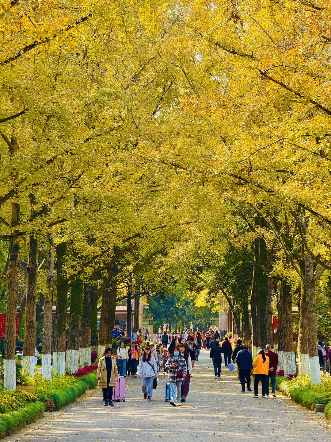 2025.11.12 | 南京中山植物园银杏杀疯了！！！