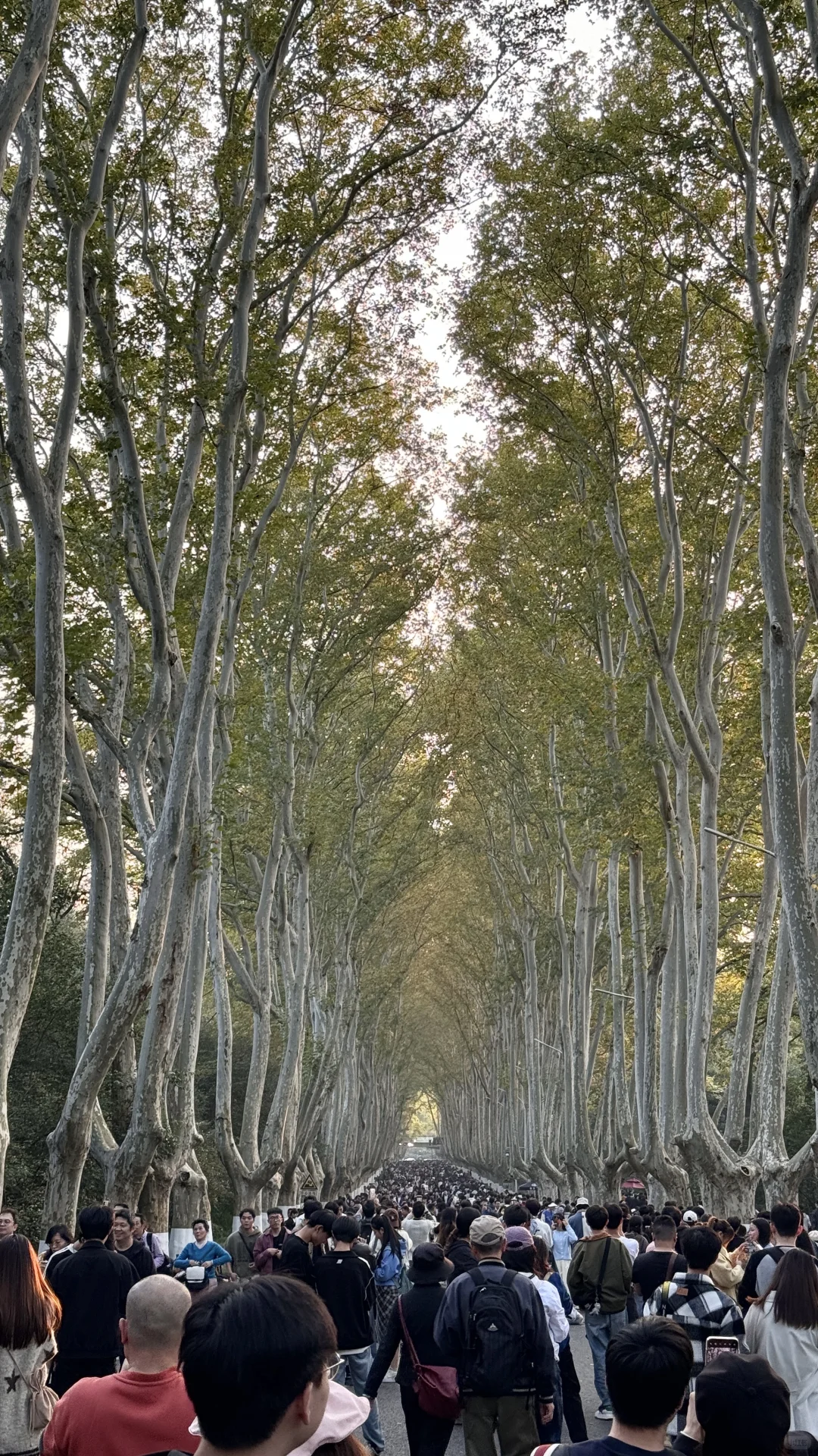 11.16梧桐大道实况！！！！