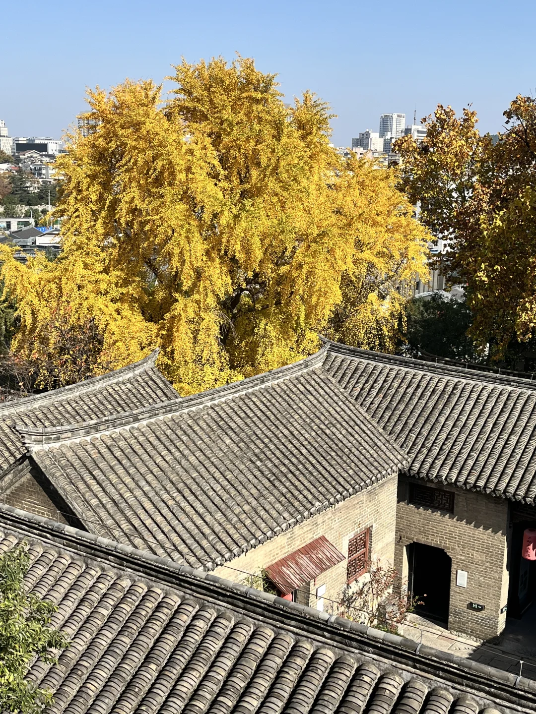 徐州 500年银杏树 最佳“赏味期”还有一周