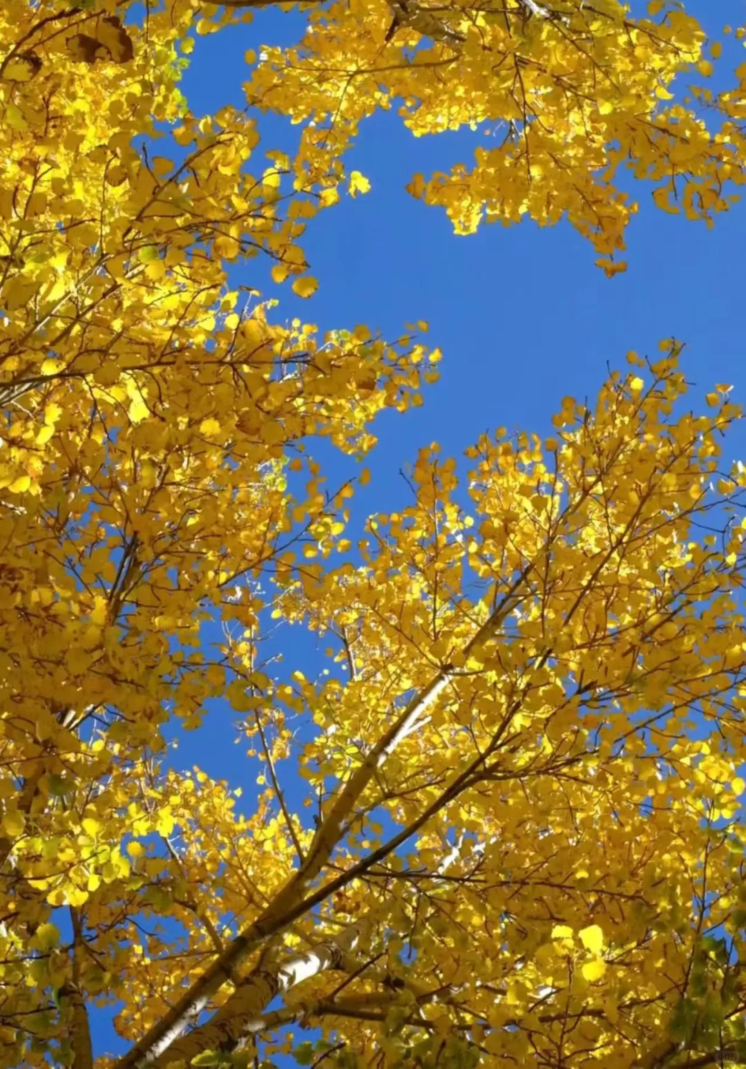 徐州应该要在江苏的秋有一席之地