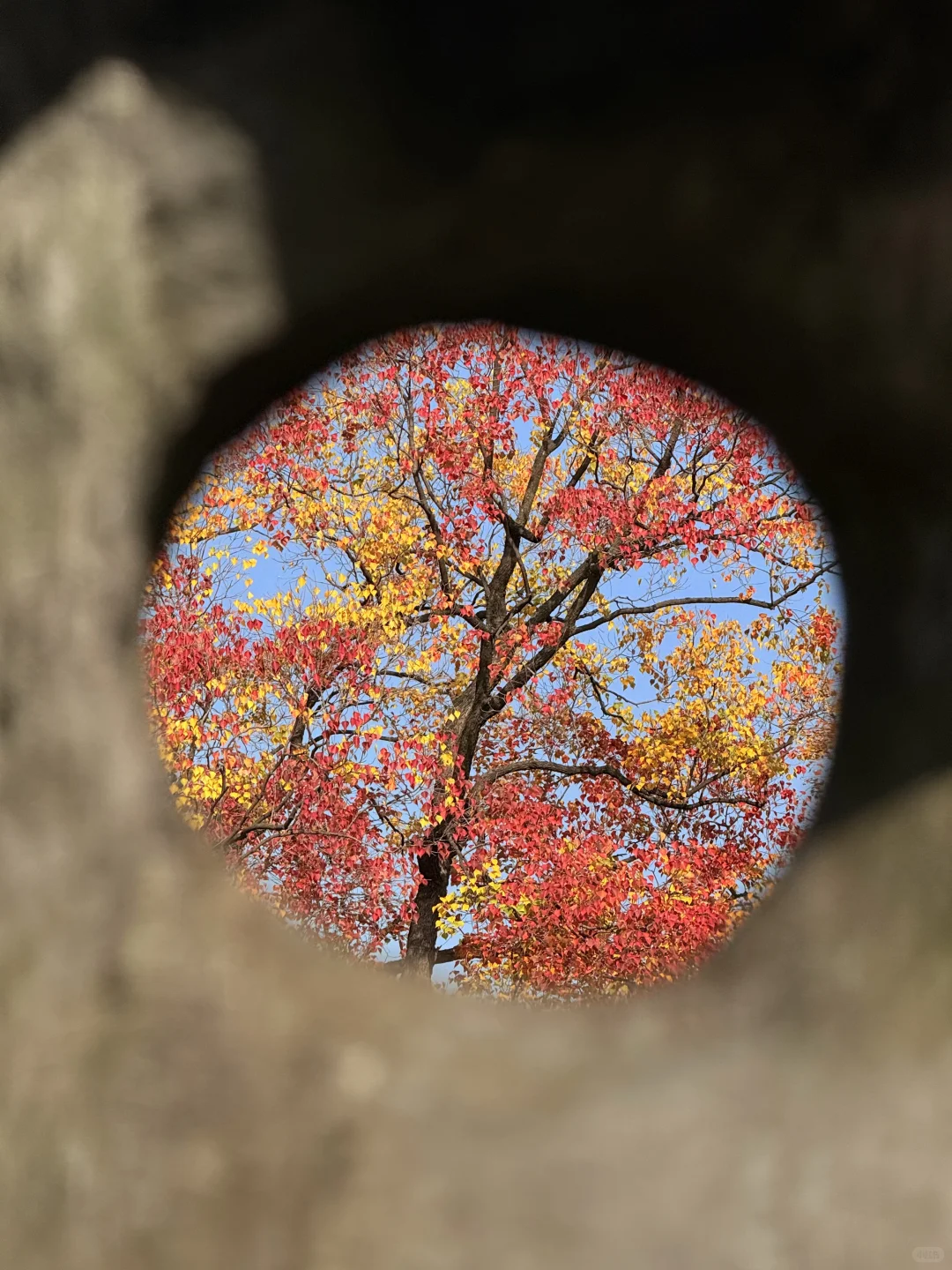 11.10实况｜南京12时特种兵一日游赏秋路线❗️