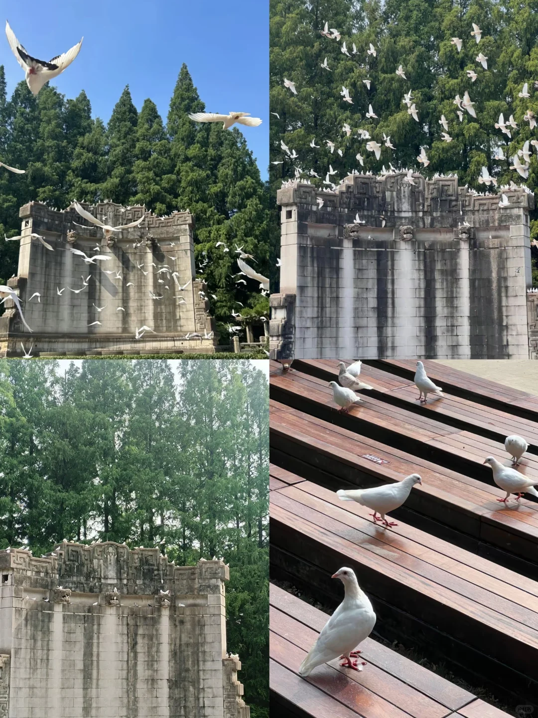 咔嚓咔嚓，我爱南京！📷