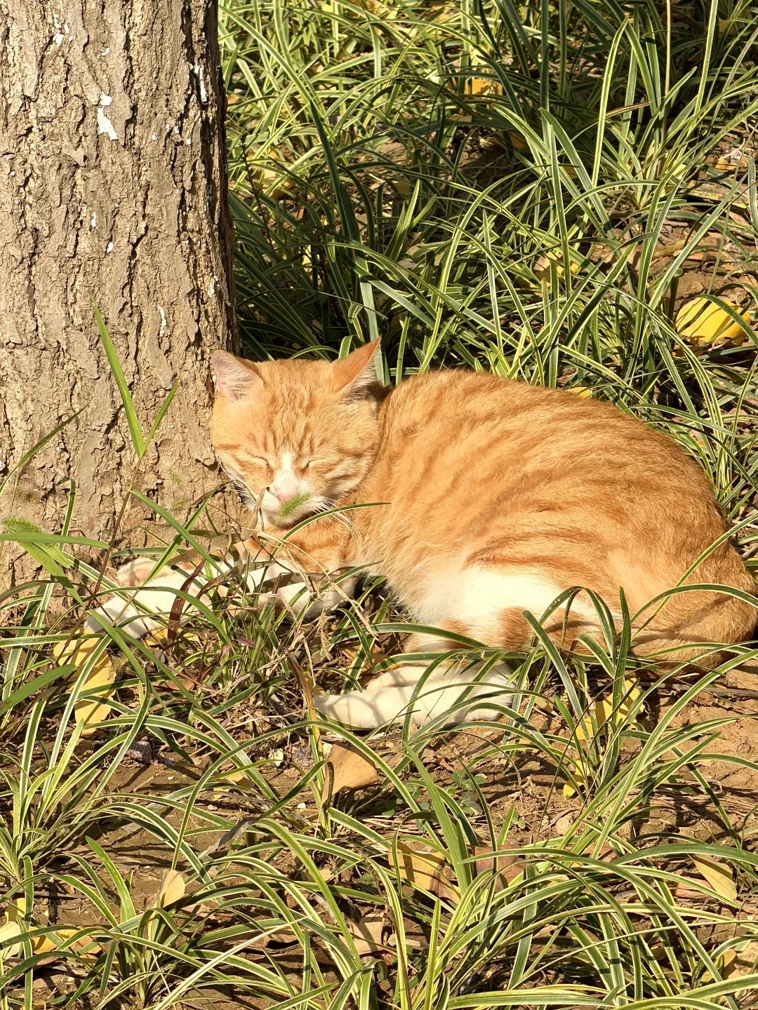 11.14实况！！南京银杏大道美到封神😭。。。
