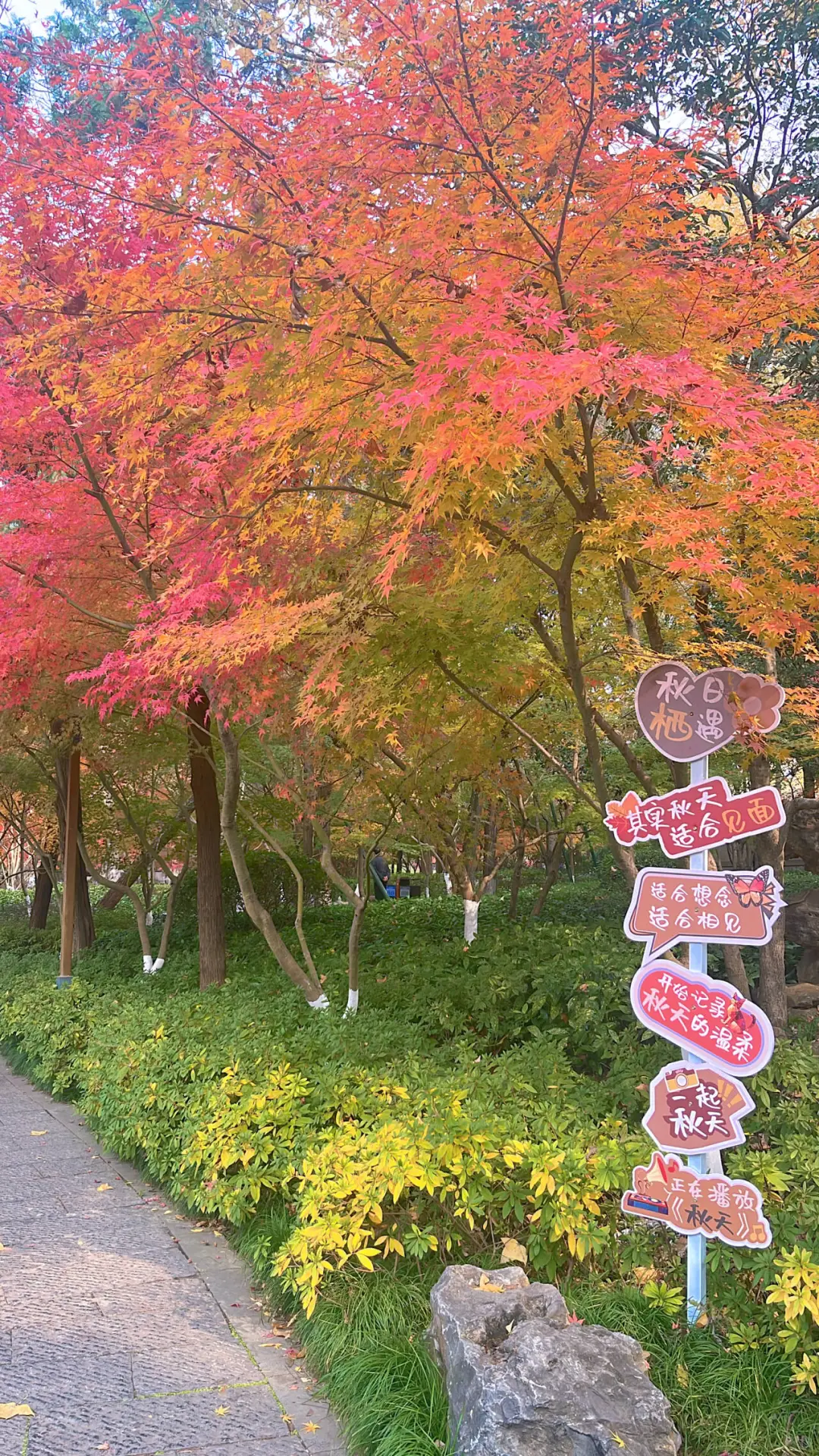 栖霞山枫叶大概要12月中或底才好看