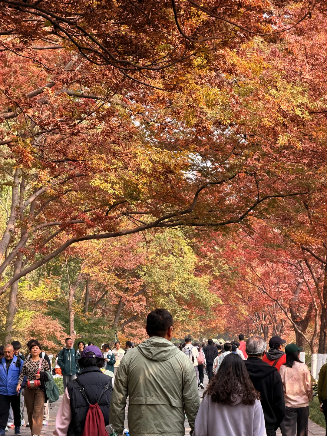 不开玩笑…11.14的南京被秋假大军攻陷了