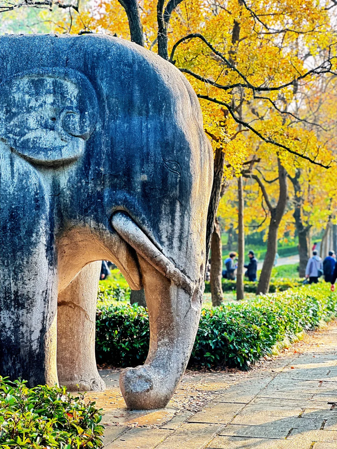 11.12明孝陵：绝美就是这几天，一定要去！