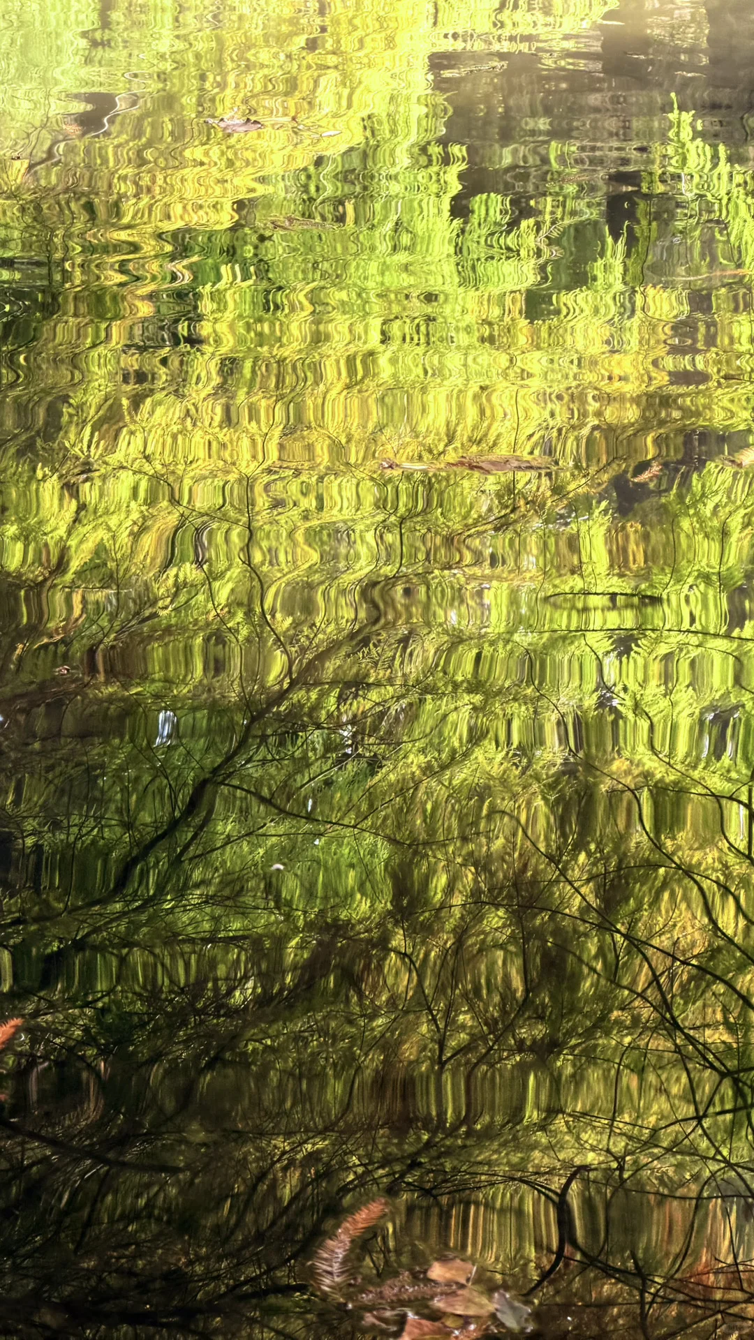 11.14实况|南京燕雀湖的落羽杉杀疯了！！！！