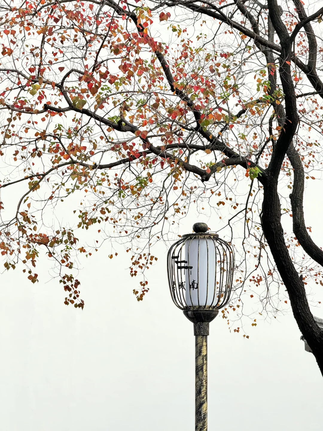 11.10实况｜南京12时特种兵一日游赏秋路线❗️