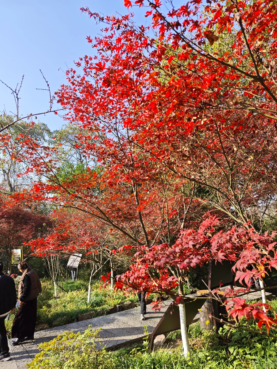 💥红啦！南京栖霞山免费赏枫指南来啦