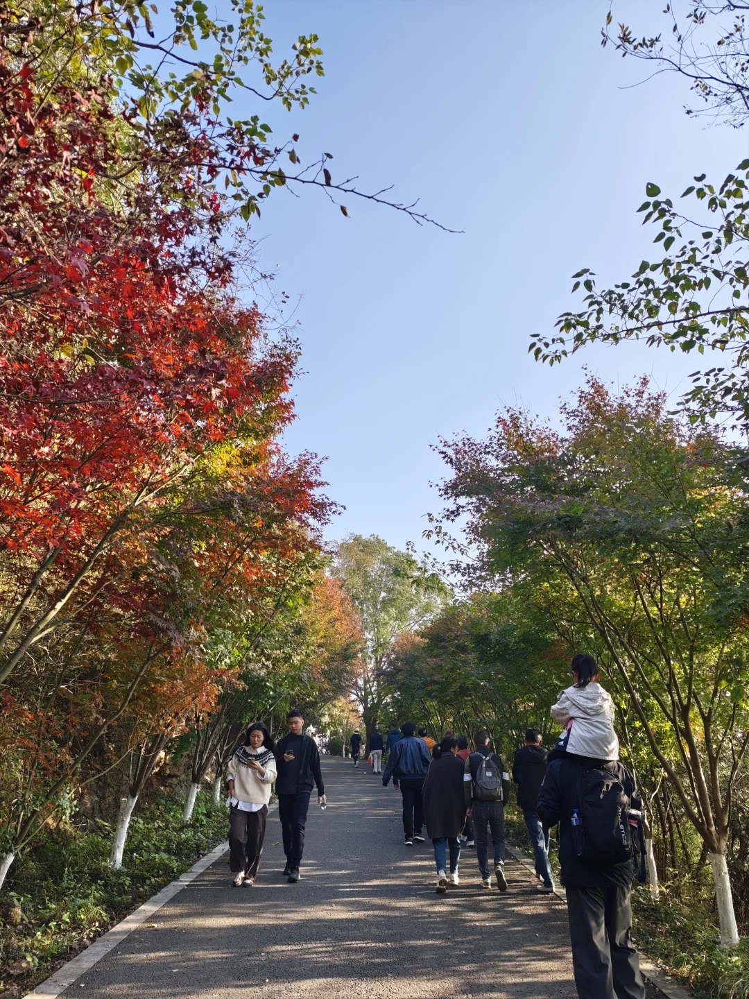 💥红啦！南京栖霞山免费赏枫指南来啦